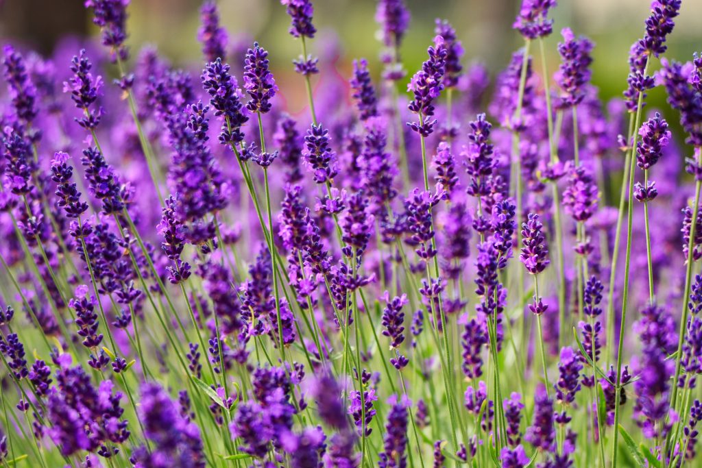 Find peace of mind with plants