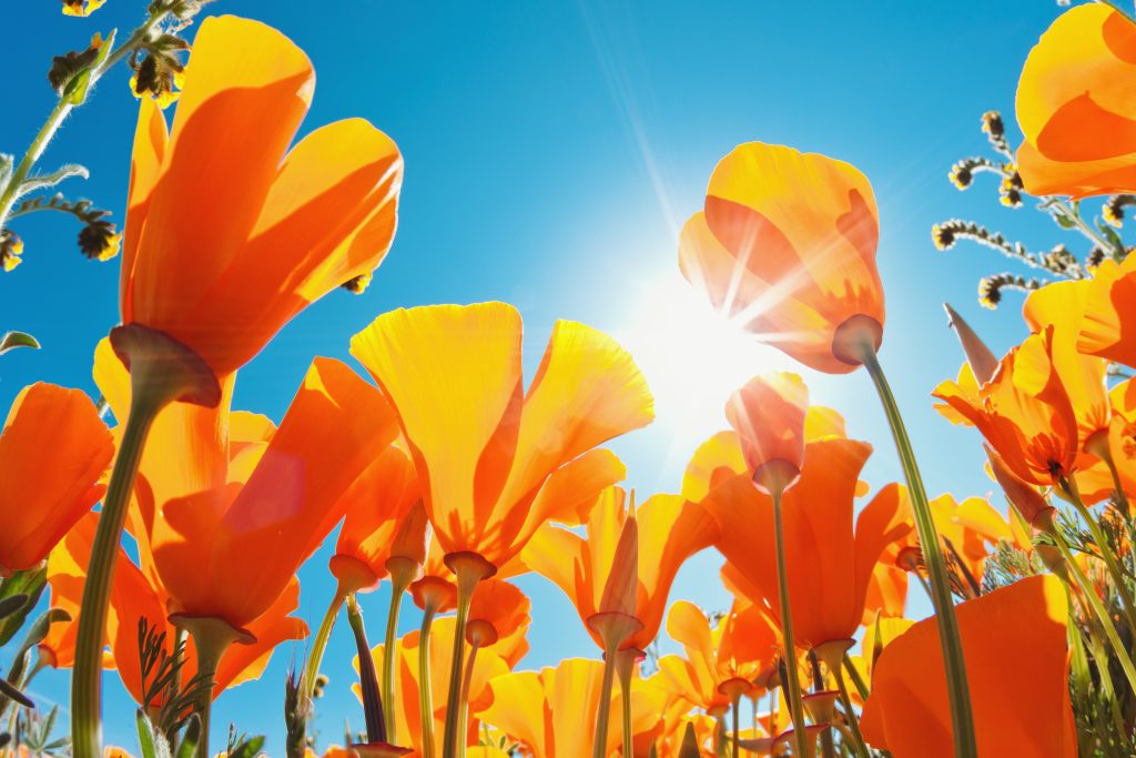 Be emboldened to brighten up your yard for spring, summer